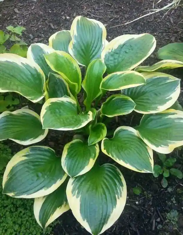 Хоста Квин Джозефин 